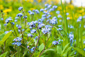 Fototapeta premium Forget me not flowers on a meadow