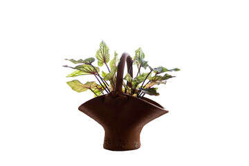 A caladium plant with green leaves in an earthenware pot is used for decoration near the living room window. An isolated image with white background.