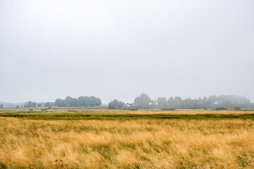 Dry grass at a moor at a rural landscape