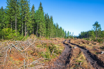 Tire tracks on a clearfelling area in the woodland
