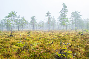 Bog with pine trees in the mist