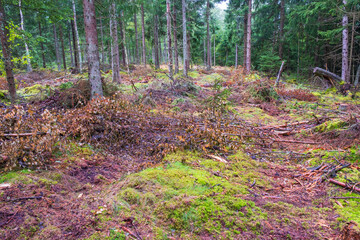 Tire tracks in a woodland after a forest machine