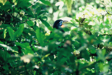 Female Rufous-necked Hornbill is perching on the tree branch.