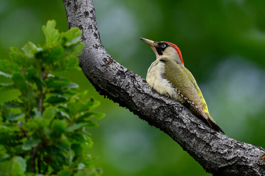 Grünspecht // European green woodpecker (Picus viridis)