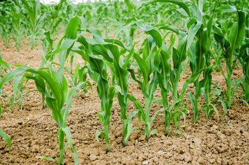 Corn field with young stems, Novi Sad, Serbia