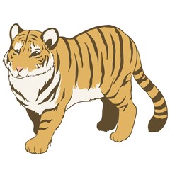 アムールトラ①