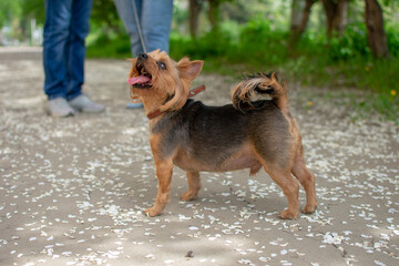 Yorkshire terrier for a walk. Photo taken with selective focus and noise effect