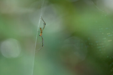 Animal Insects On Nature Place