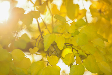 The rays of the setting sun make their way through the branches of the autumn forest. Natural background of nature