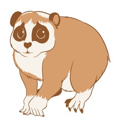 スローロリス①