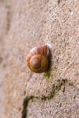 Close up view of a snail on the wall of an old house