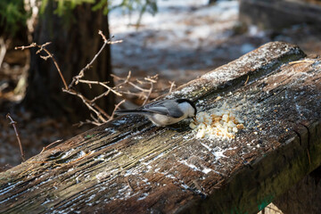 A chickadee sitting on a wooden log and eating breadcrumbs in winter