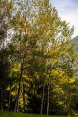 view of alpine trees in the graubunden region of Switzerland