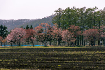 北海道　新日高町の桜