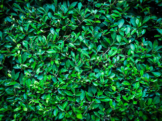 Fototapeta na wymiar green leaves background with copy space
