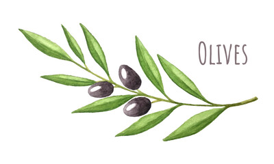 Branch of olives fruits with leaves, watercolor, with an inscription. Hand drawing. Vector illustration