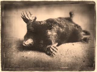 Dead European mole Talpa europaea on the ground in antique old photograph style with cursive annotation label