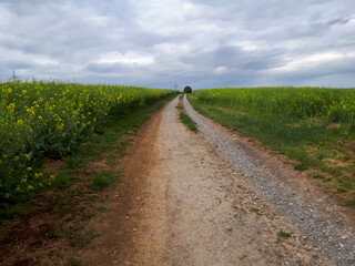 Road in a meadow covered in the grass under a cloudy sky in the countryside in Germany