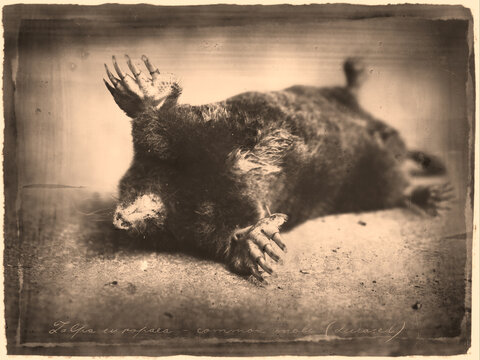 Dead European mole Talpa europaea on the ground in antique old photograph style with cursive annotation label