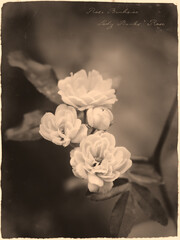 Romantic rose vintage sepia photograph style with cursive annotation label Lady Banks' Rose Rosa...