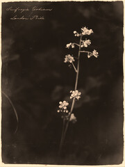 London Pride Saxifraga urbium flower in antique sepia botanical study photograph style with cursive annotation label