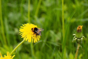 Bumblebee on a yellow dandelion. The insect pollinates the flower.