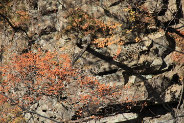 木がまばらに生えている崖