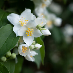 Jasmine. Beautiful blooming jasmine. White jasmine flowers among green leaves.
