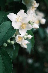 Jasmine. Beautiful blooming jasmine. White jasmine flowers among green leaves.