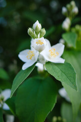 Naklejka na ściany i meble Jasmine. Beautiful blooming jasmine. White jasmine flowers among green leaves.