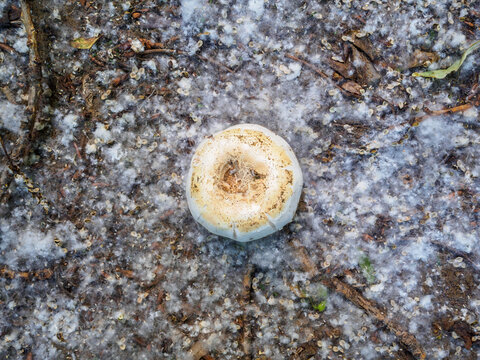 Top view of a wild mushroom on the soil, covered with poplar fluff like snow