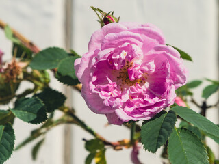 Hurdalsrosa rose in blossom.