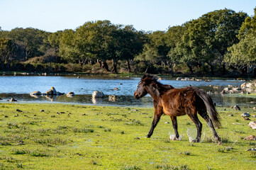 Giara wild Horse, Spring in Sardinia HD