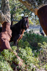 Giara wild Horse, spring in Sardinia HD