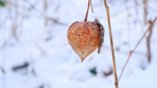 physalis in frost.Physalis close-up in the winter snowy garden.physalis plant