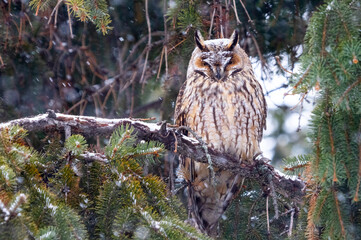 Long eared owl (Asio otus) bird of prey perched and resting in a tree with snow in winter daytime