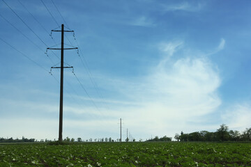 Fototapeta na wymiar Field with telephone poles under blue sky