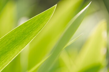 Fresh green plant leaf closeup photo