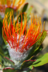 close up of a protea