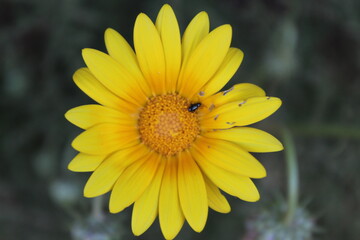 beetle on a daisy