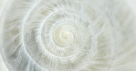 White Circular shell closeup of small snail - 441139420
