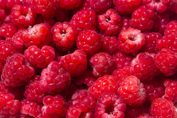 Raspberry background. Red ripe raspberries close-up. Red berry