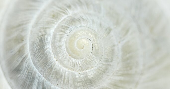 White Circular shell closeup of small snail