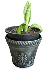 Die cut Zamioculcas flower Zanzibar palmand cactus.