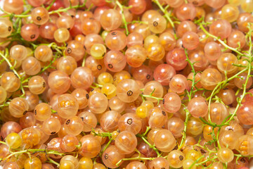 White currant background. Lots of ripe white currants. Delicious berry