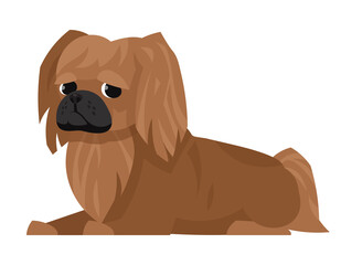 Lying pekingese side view. Cute pet in cartoon style.