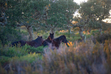Giara wild Horses, spring in Sardinia HD