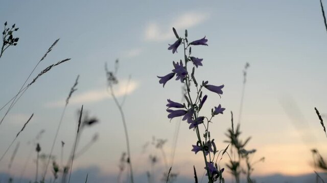 Purple wild bell flower silhouette swaying in the wind at sunset, summer rural landscape, the summer solstice