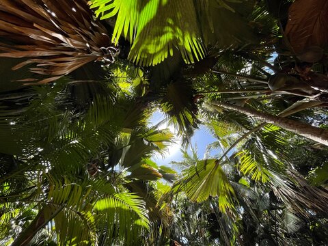 Forêt de palmiers et végétations