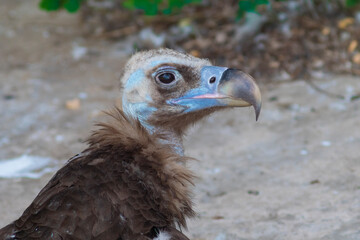Close-up of Cinereous vulture with blurred  background